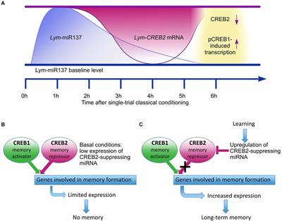 The role of non-coding RNAs in the formation of long-term associative memory after single-trial learning in Lymnaea